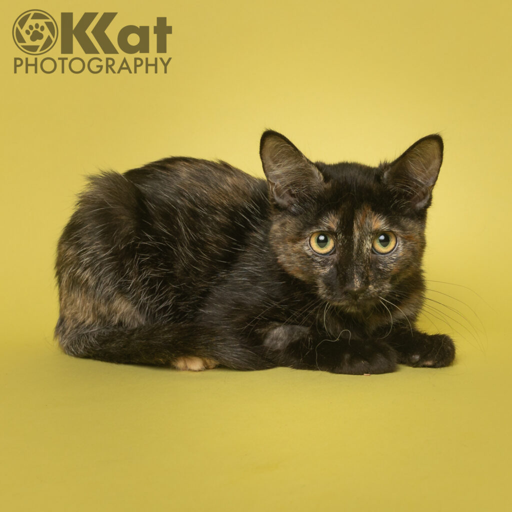 A tortoiseshell kitten is laying on a yellow backgorund.