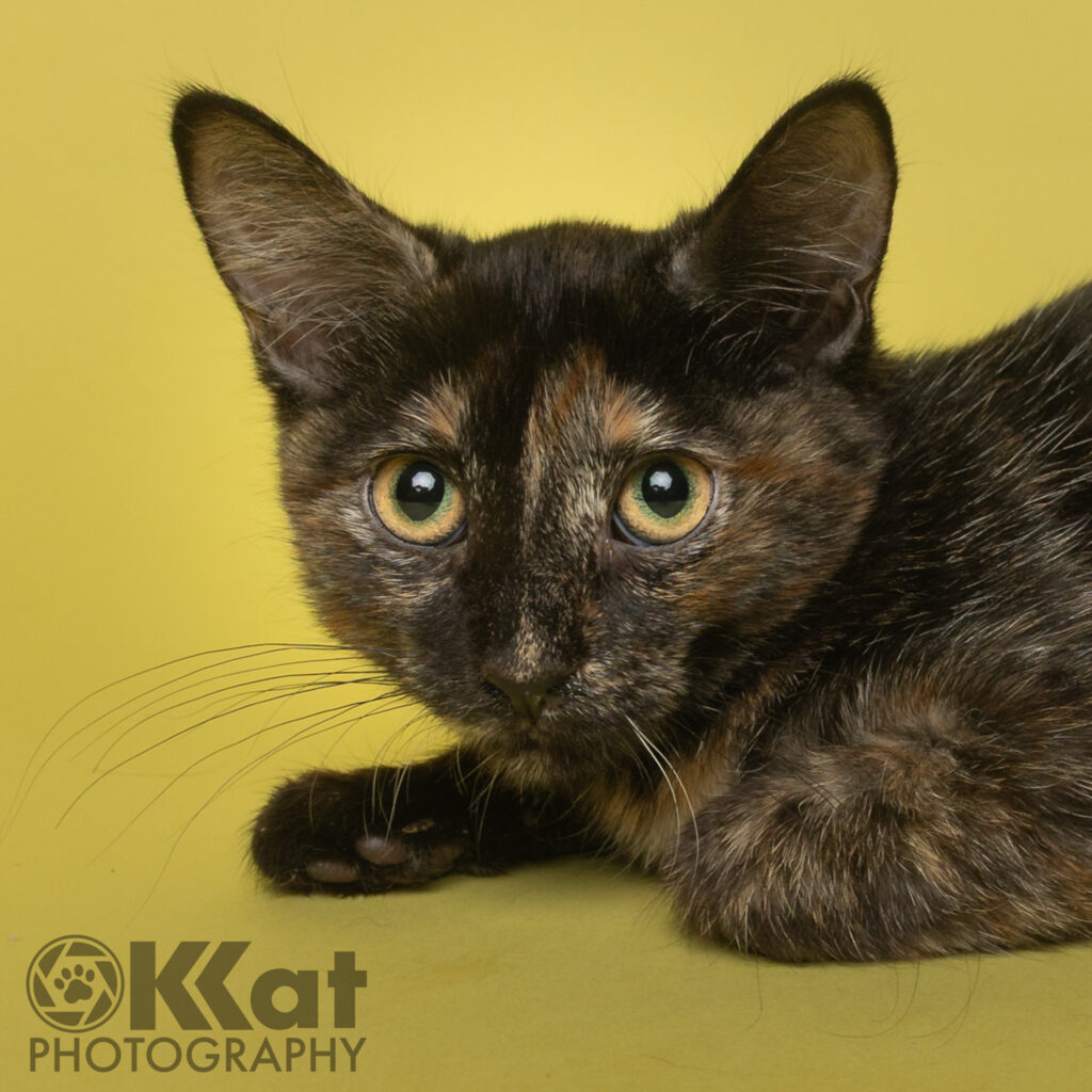 A tortoiseshell kitten is laying on a yellow backgorund.