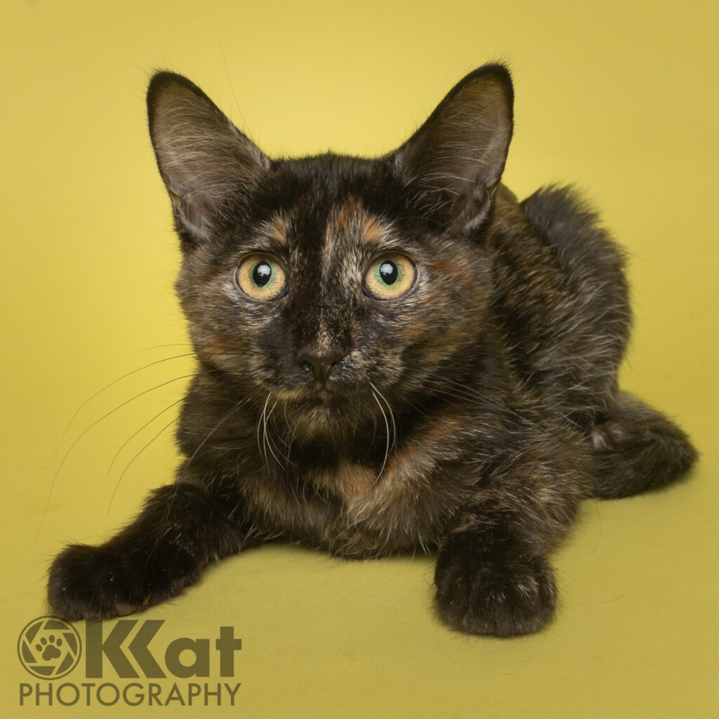A tortoiseshell kitten is laying on a yellow backgorund.