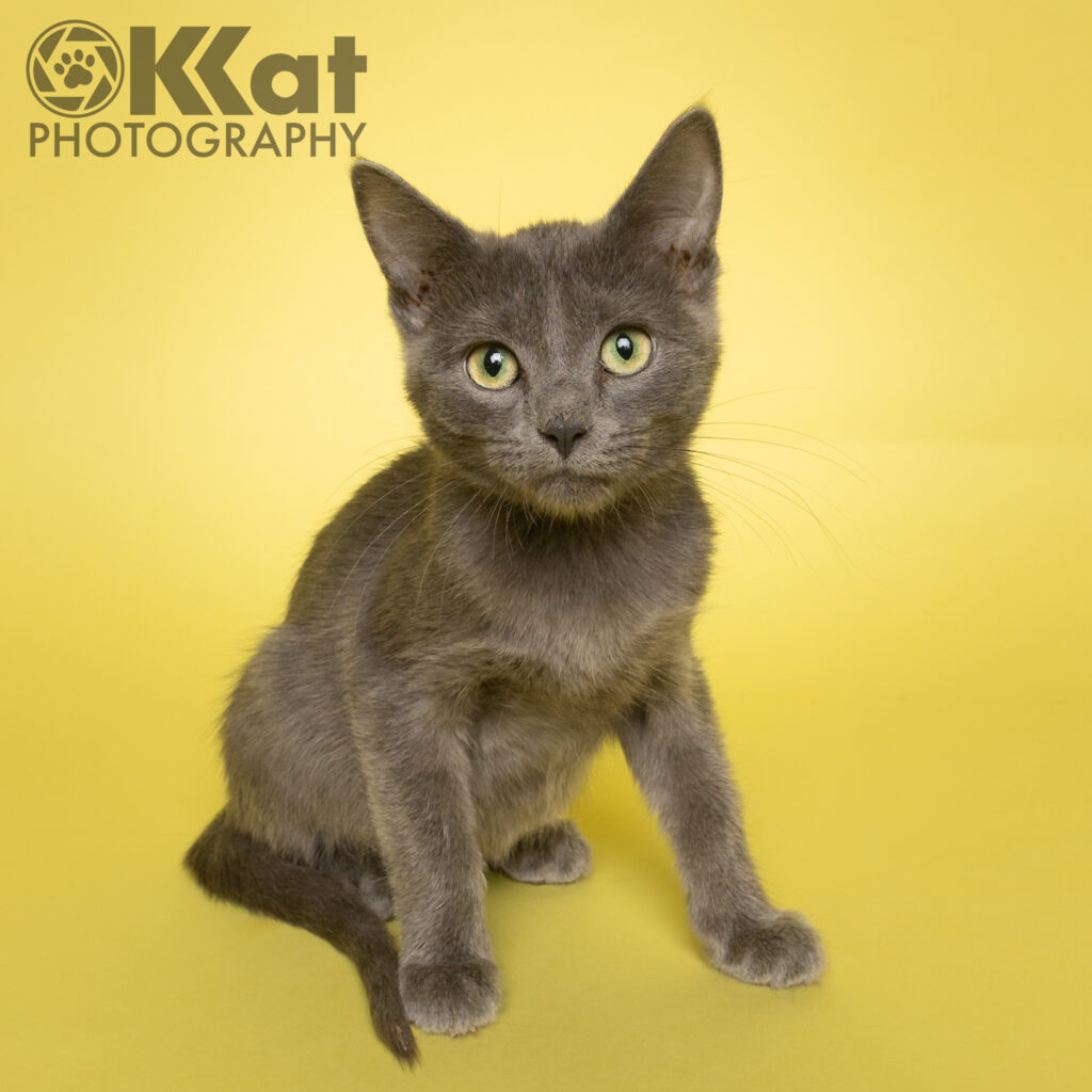 A sleek charcoal grey kitten is sitting on a yellow background.