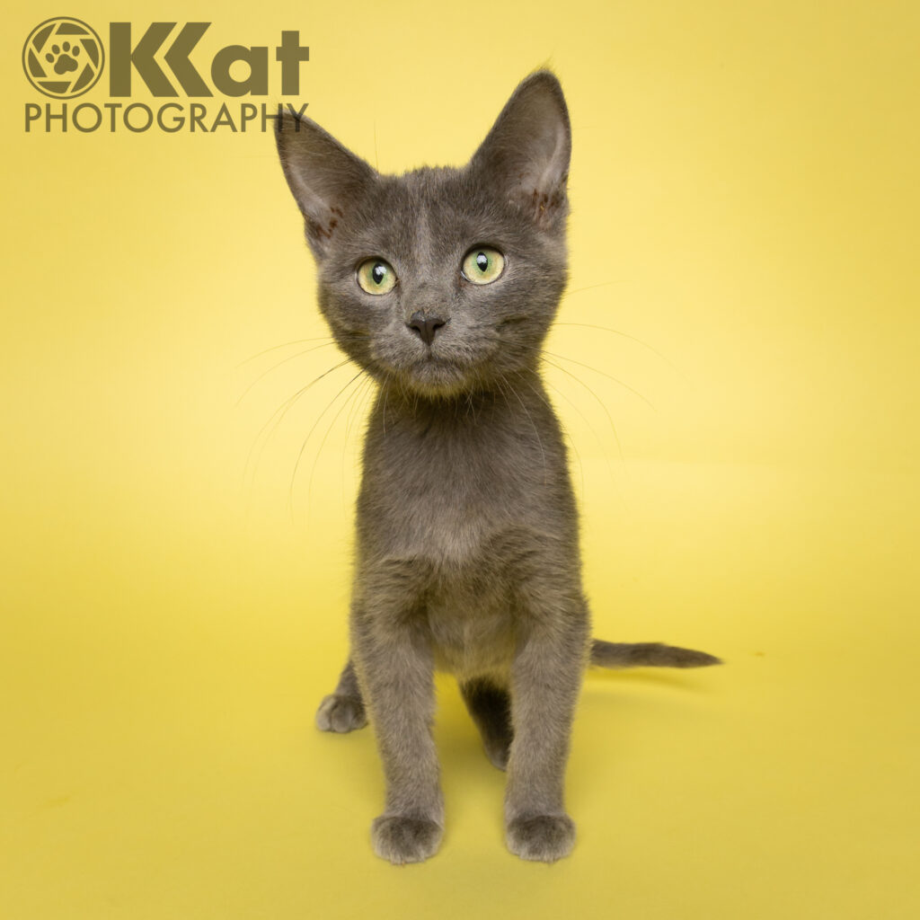 A sleek charcoal grey kitten is standing on a yellow background.