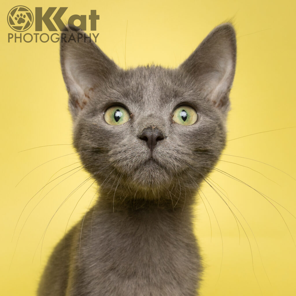 A sleek charcoal grey kitten is set against a yellow background.