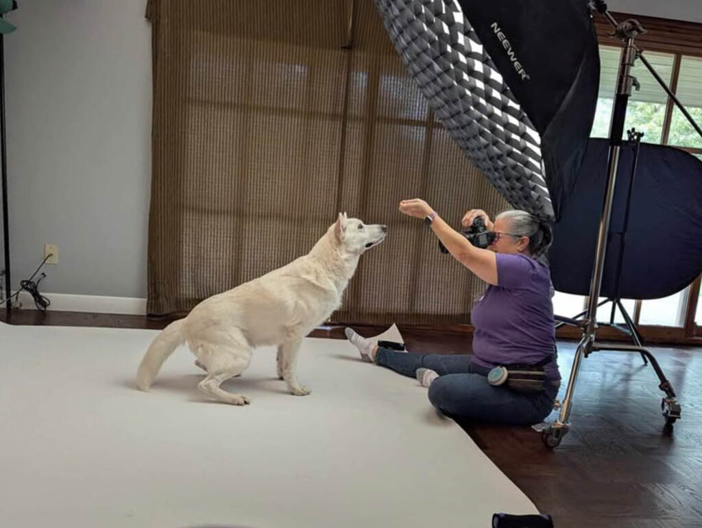 A white dog is in the process of sitting on a white paper backdrop. A woman in a purple tee-shirt sits on the floor facing the dog.  She holds a camera up to her eye with one hand and the other is raised just above the dog.  There is a large flash modifier above and behind her head.