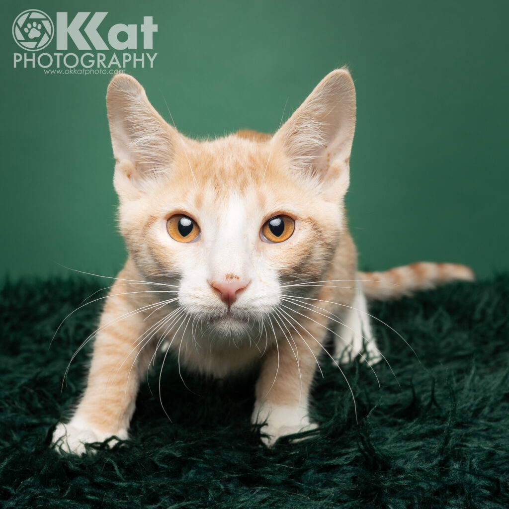 An orange and white tabby kitten with orange eyes crouches on a green background.