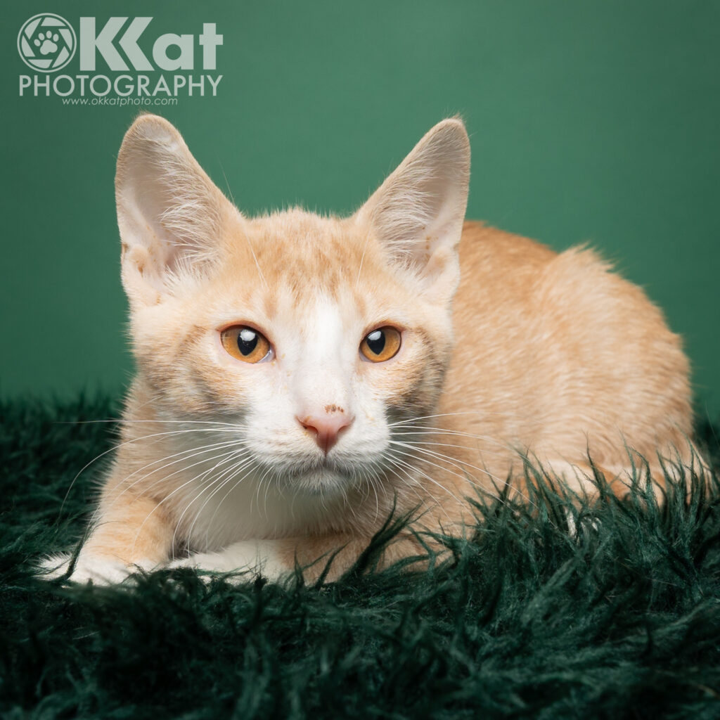 An orange and white tabby kitten with orange eyes lays on a green background.