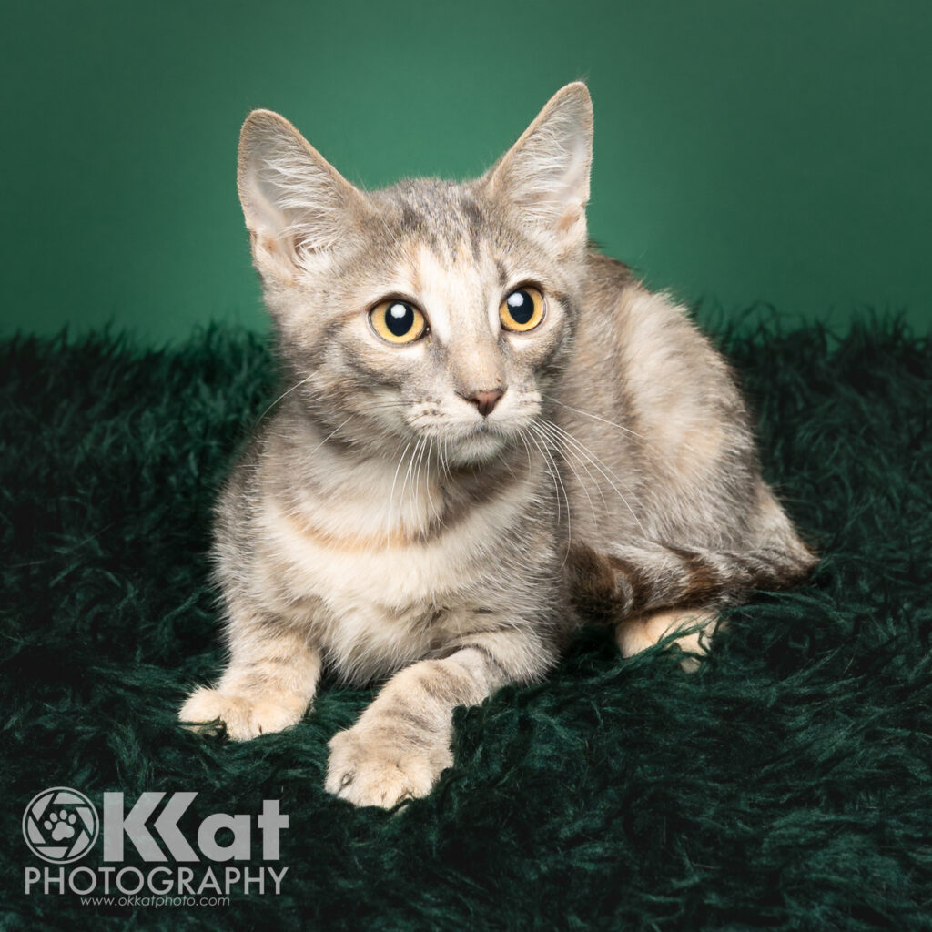 A pale grey and white tabby kitten with yellow eyes is laying on a green background.