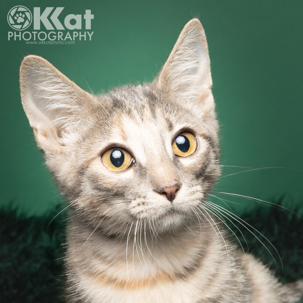 A pale grey and white tabby kitten with yellow eyes is set against a green background.