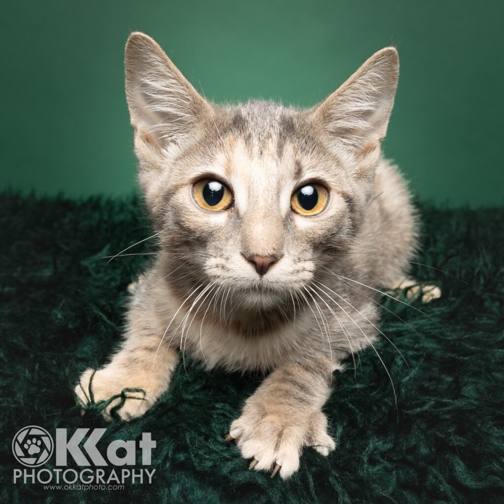 A pale grey and white tabby kitten with yellow eyes is laying on a green background.