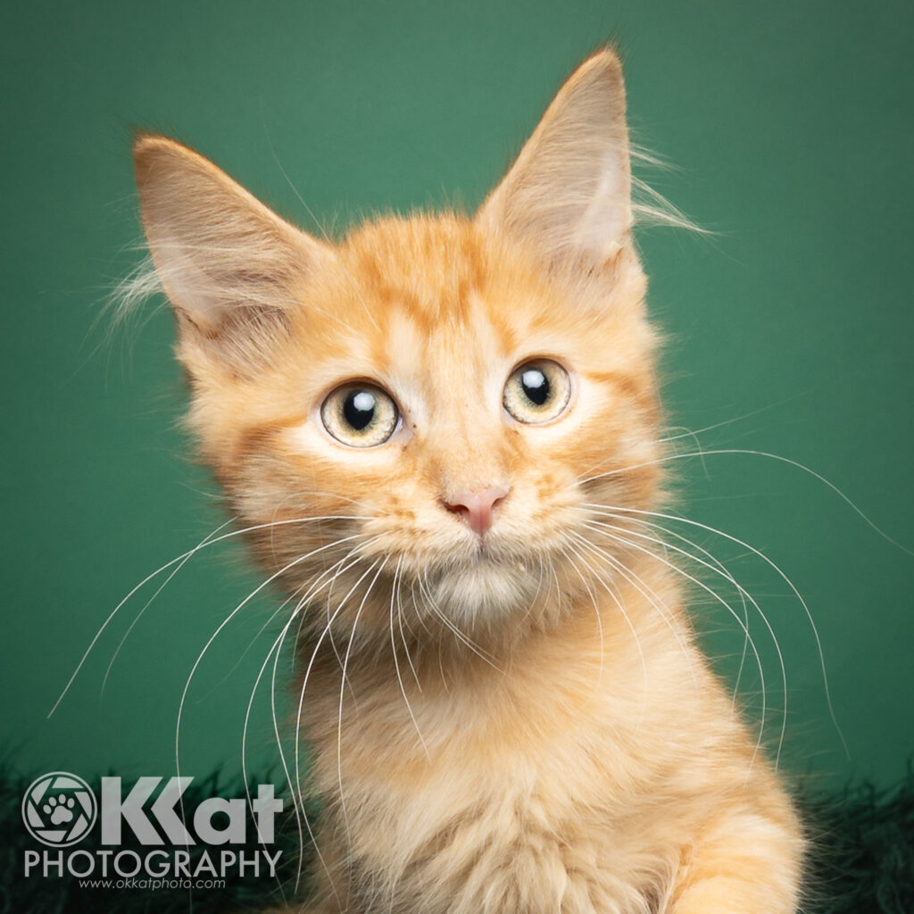 A yellow tabby with long white whiskers and yellow eyes is set against a green background.