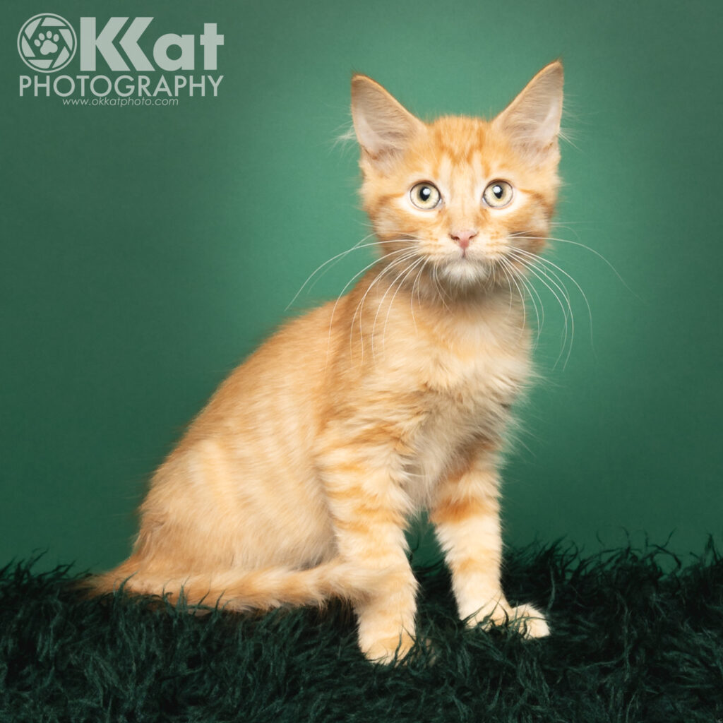 A yellow tabby with long white whiskers and yellow eyes is sitting against a green background.