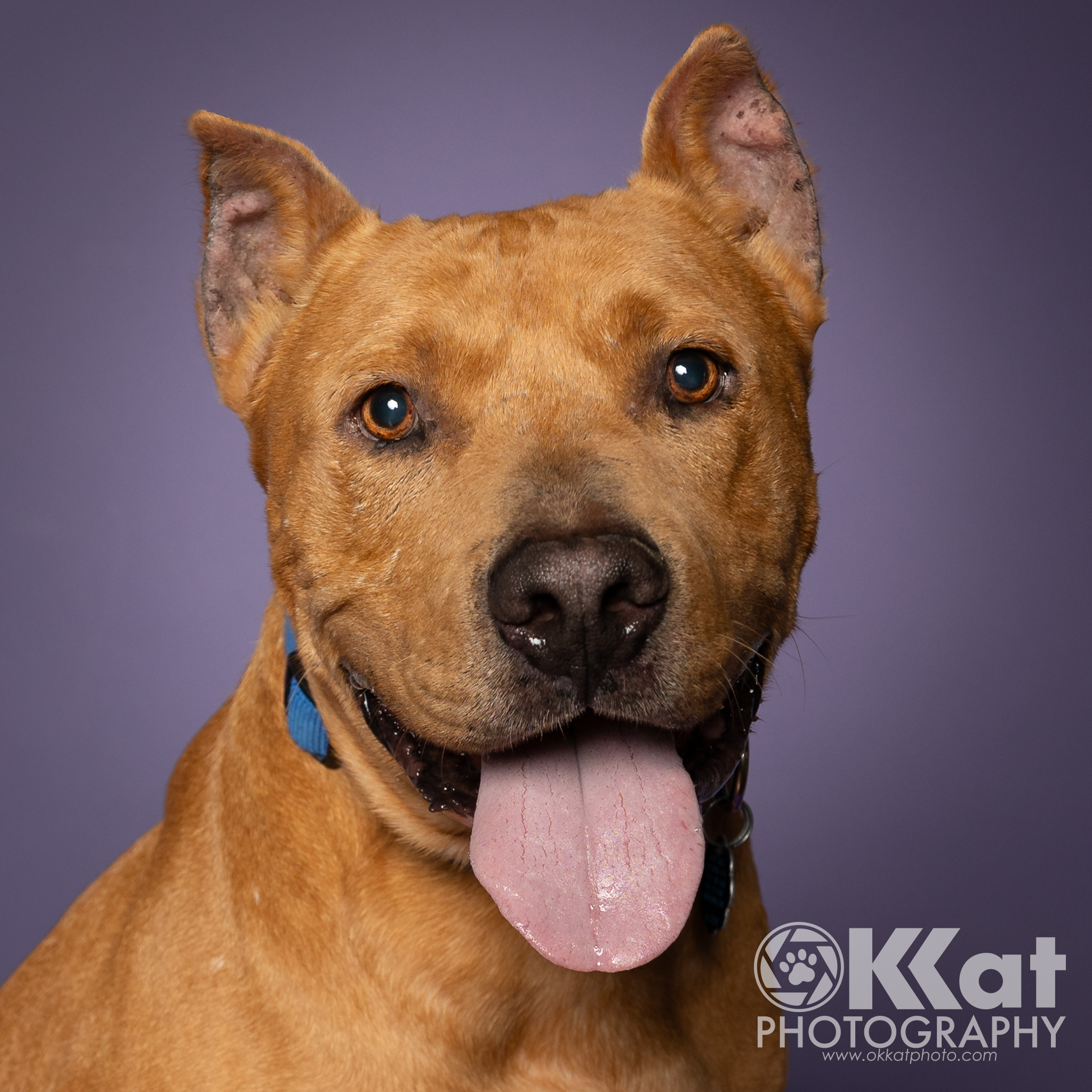 A light brown dog with cropped ears is set against a deep purple background.
