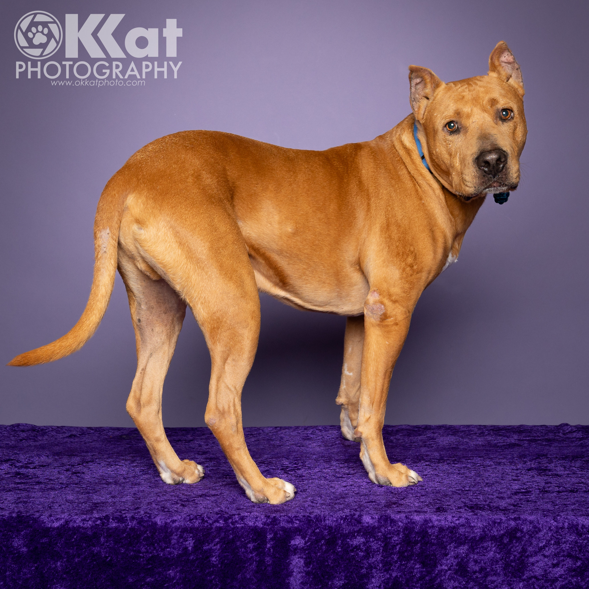 A light brown dog with cropped ears stands looking over his shoulder at the viewer. He is set against a deep purple background.